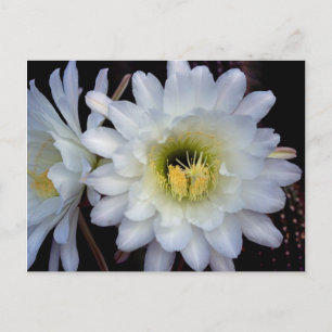Cartão Postal Cartão-postal Cactus Flower 4355