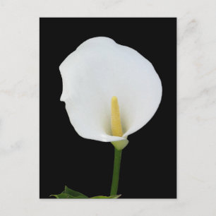 Cartão Postal Cartão-postal Calla Lily