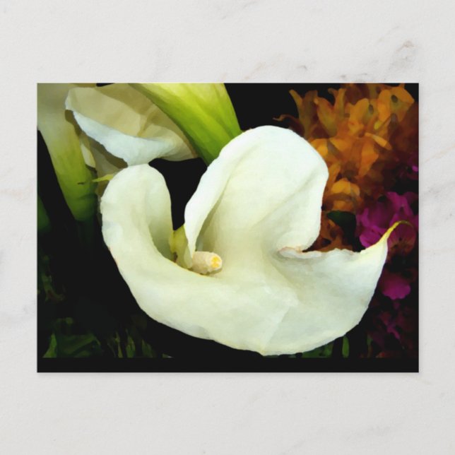 Cartão Postal Cartão-postal Calla Lily (Frente)
