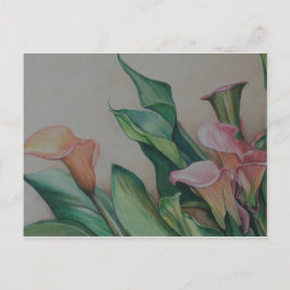Cartão Postal Cartão-postal Calla Lily