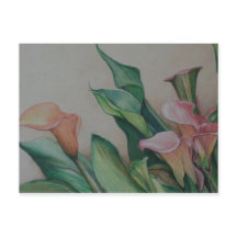 Cartão-postal Calla Lily