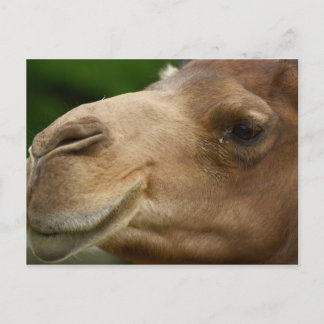 Cartão Postal Cartão-postal Camel