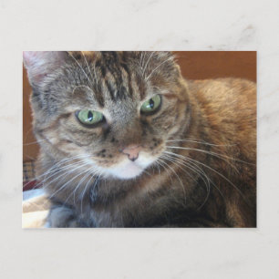 Cartão Postal Cartão-postal Cat