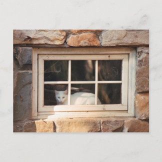 Cartão Postal Cartão-postal Cat na janela