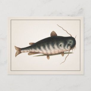 Cartão Postal Cartão-postal Catfish - Estilo I