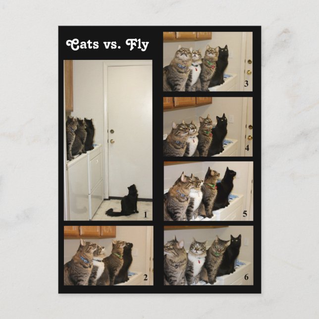 Cartão Postal Cartão-postal Cats vs Fly (Frente)
