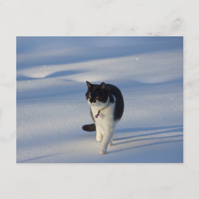 Cartão Postal Cartão-postal Catwalk CC0093 (Frente)