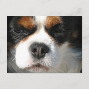 Cartão Postal Cartão-postal Cavalier King Charles Spaniel