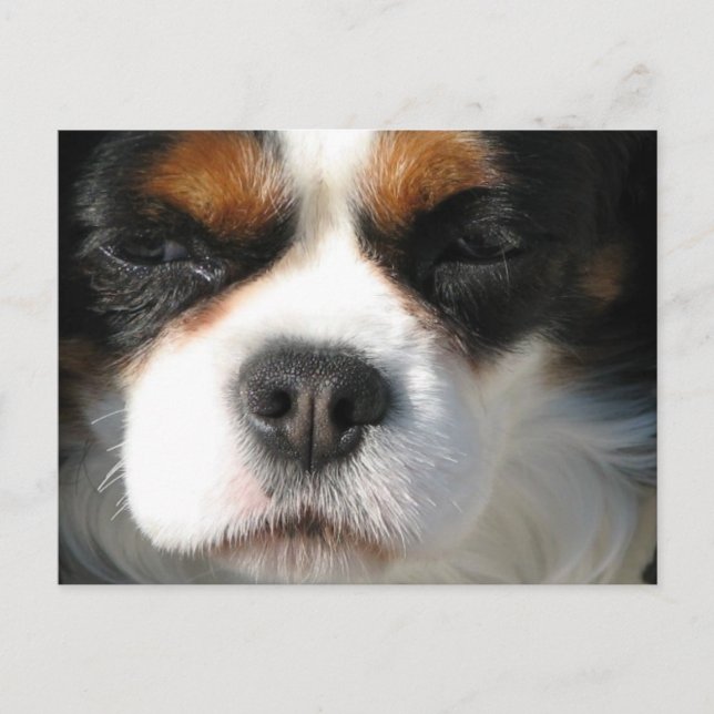 Cartão Postal Cartão-postal Cavalier King Charles Spaniel (Frente)