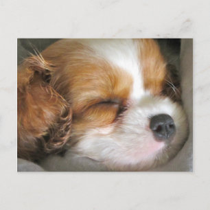 Cartão Postal Cartão-postal Cavalier King Charles Spaniel Puppy