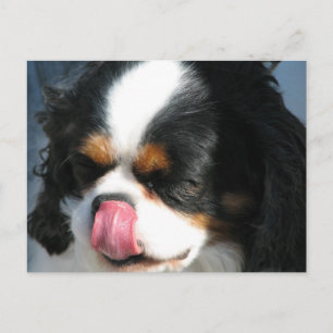 Cartão Postal Cartão-postal Cavalier Spanial de Cachorro Cortado