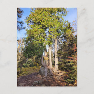 Cartão Postal Cartão-postal Cedar Throne Tettegouche Minnesota