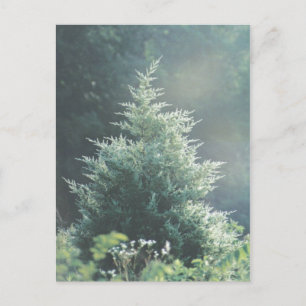 Cartão Postal Cartão-postal Cedar Tree