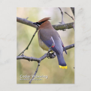 Cartão Postal Cartão-postal Cedar Waxwing