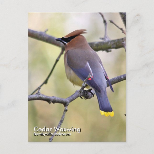 Cartão Postal Cartão-postal Cedar Waxwing (Frente)