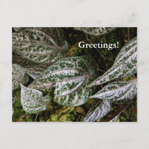 Cartão Postal Cartão-postal Celebes Pepper