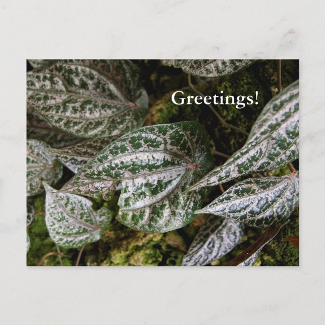 Cartão Postal Cartão-postal Celebes Pepper (Frente)