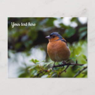 Cartão Postal Cartão-postal Chaffinch