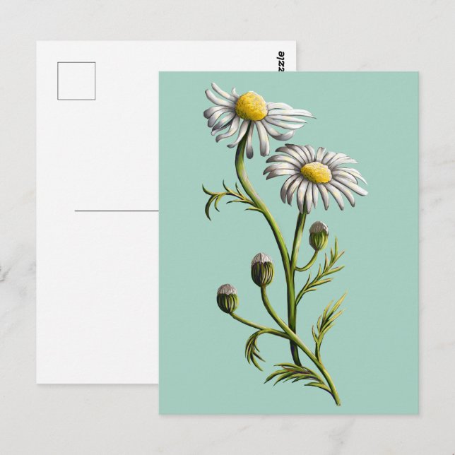 Cartão Postal Cartão-postal Chamomile (Frente/Verso)