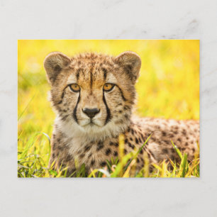 Cartão Postal Cartão-postal Cheetah Photo