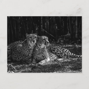 Cartão Postal Cartão-postal Cheetahs
