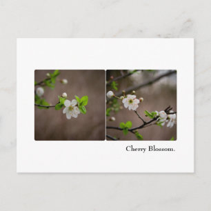 Cartão Postal Cartão-postal Cherry Blossom