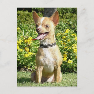 Cartão Postal Cartão-postal Chi