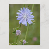 Cartão-postal Chicória com Flor Selvagem