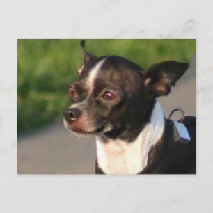 Cartão Postal Cartão-postal Chihuahua