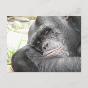 Cartão Postal Cartão-postal Chimpanzé Dormindo