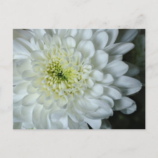 Cartão Postal Cartão-postal Chrysanthemum