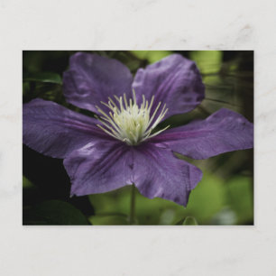 Cartão Postal Cartão-postal Clematis 8510