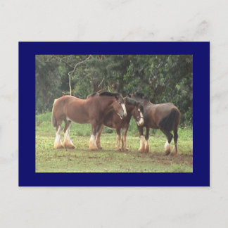 Cartão Postal Cartão-postal Clydesdale