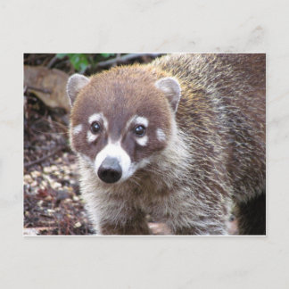 Cartão Postal Cartão-postal Coati