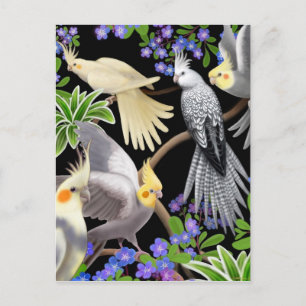 Cartão Postal Cartão-postal Cockatiel Love