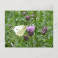 Cartão-postal Cole Cabbage White Butterfly DIY