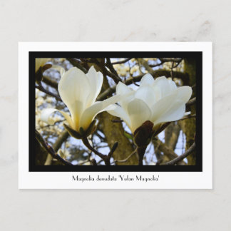 Cartão Postal Cartão-postal Coletivo Yulan Magnolia
