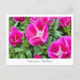 Cartão Postal Cartão-postal Coletor de Flor Satin ou Godet