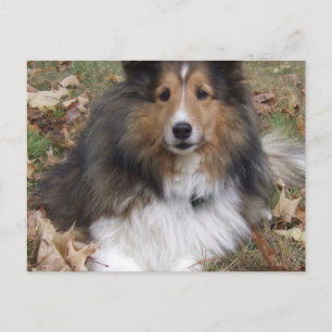 Cartão Postal Cartão-postal Collie Dog