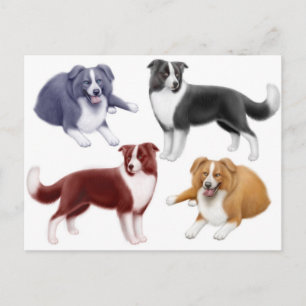 Cartão Postal Cartão-postal Collies de Borda
