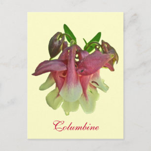 Cartão Postal Cartão-postal Columbine Cultivado