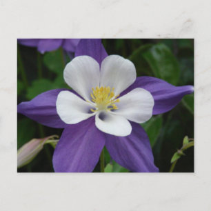 Cartão Postal Cartão-postal Columbino Puro e Branco