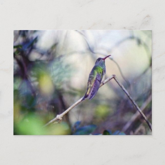 Cartão Postal Cartão-postal com barriga-dura (Frente)