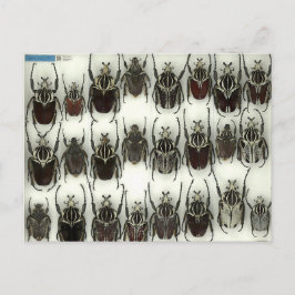 Cartão Postal Cartão-postal com besouros Golias