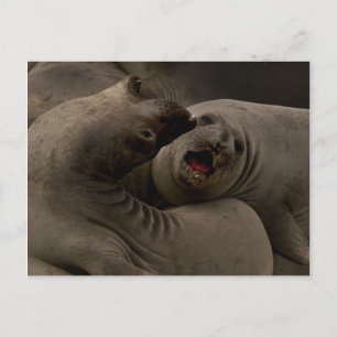 Cartão Postal Cartão-postal com curva de selagem eletrônica