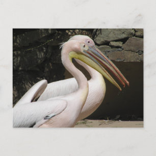 Cartão Postal Cartão-postal com dois pelicanos cortados