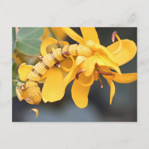 Cartão Postal Cartão-postal com Enxofre sem Nuvem