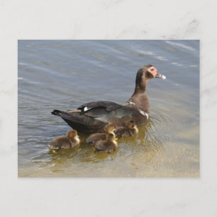 Cartão Postal Cartão-postal com fotos de Patos Muscovy