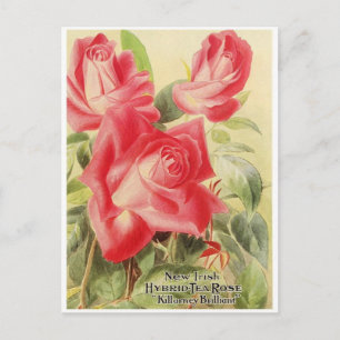 Cartão Postal Cartão-postal com gráfico de safra