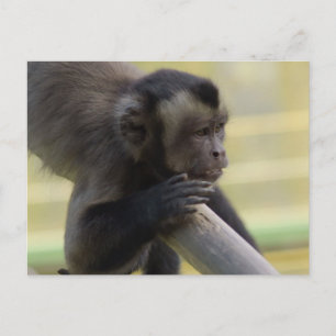 Cartão Postal Cartão-postal com macaco-prego tufado